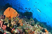 Ambiance-Caranx melampygus Carangue bleue Tomia Ali Reef -16m-20180526-Denis-ADER-DSC_0781_tn